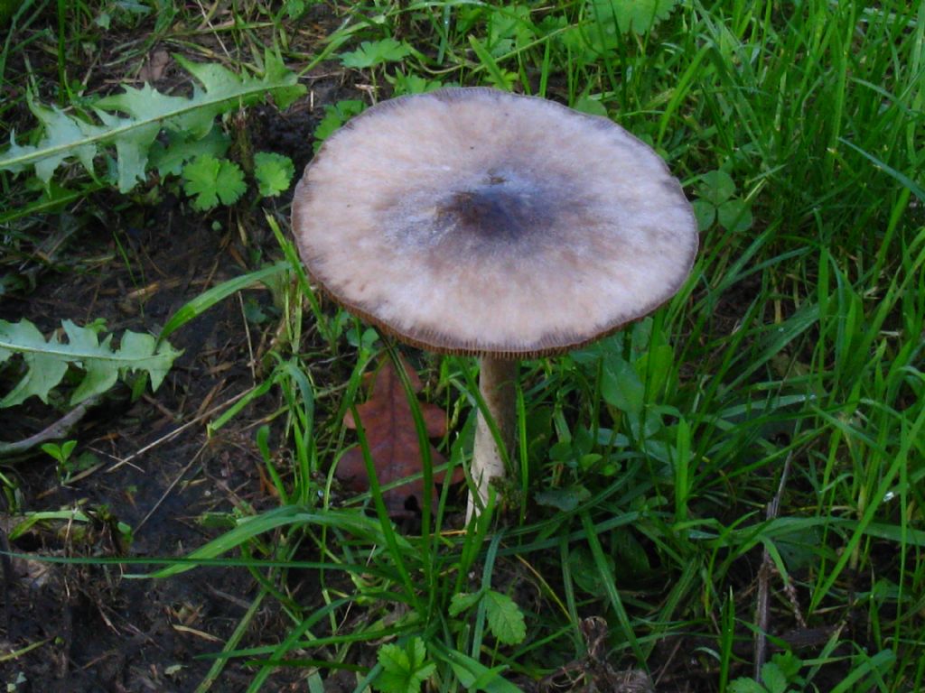 identificazione fungo Parco di Monza/autodromo/bosco bello