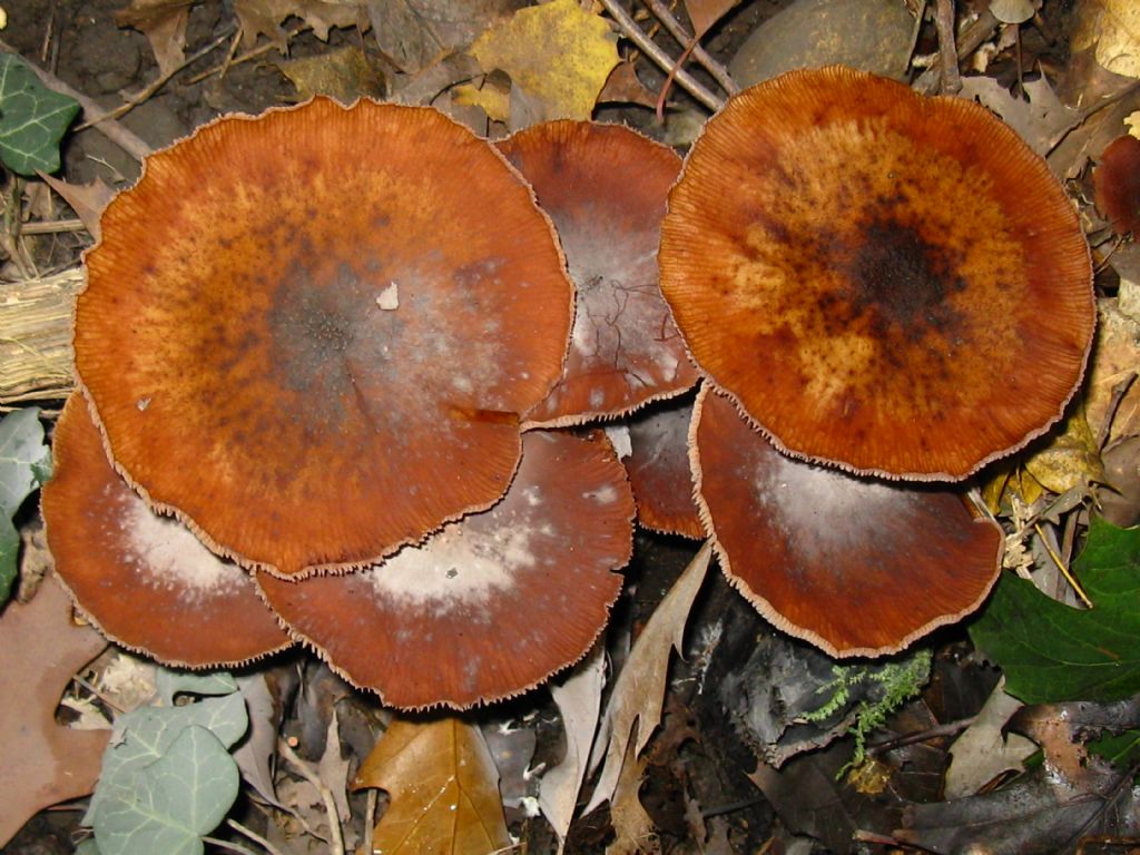 identificazione funghi fotografati nel 2015