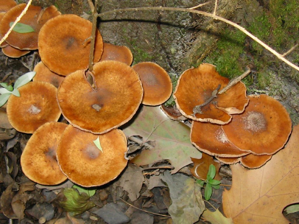 identificazione funghi fotografati nel 2015