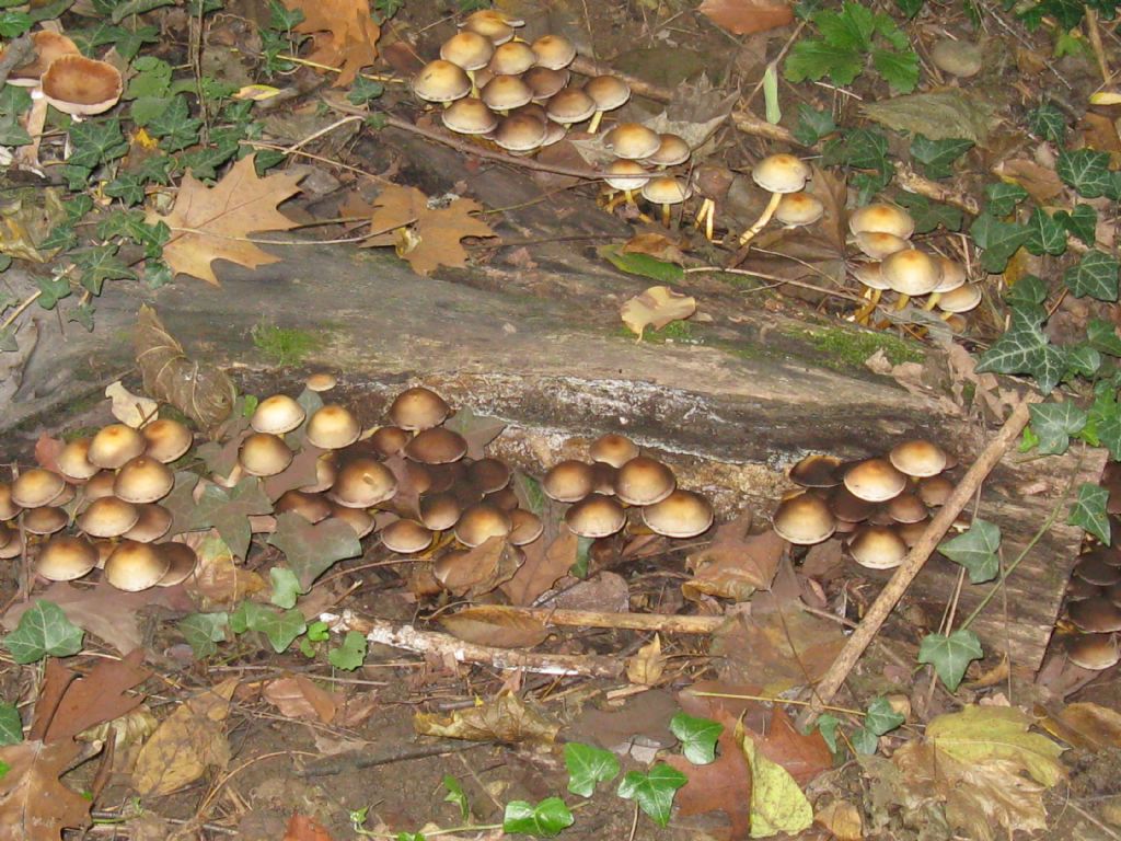 identificazione funghi fotografati nel 2015 / 2