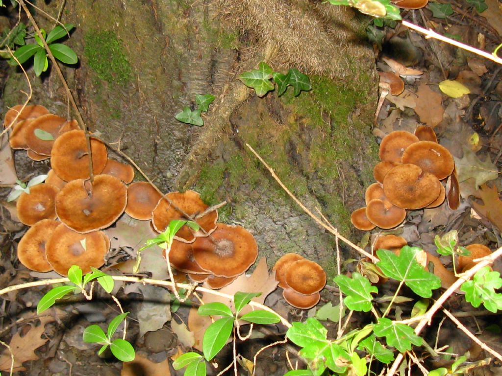 identificazione funghi fotografati nel 2015