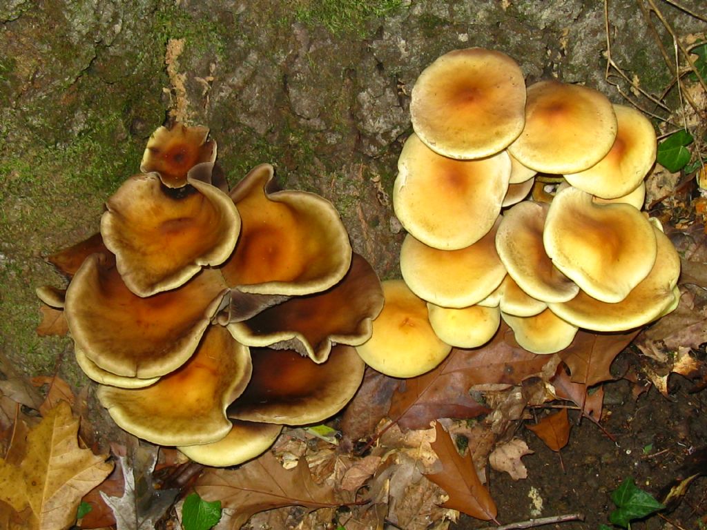 identificazione fungo Hypholoma