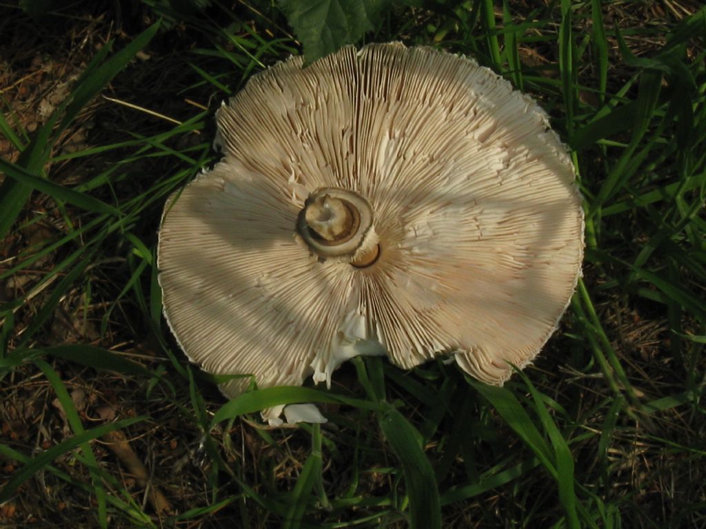 Chlorophyllum rhacodes?