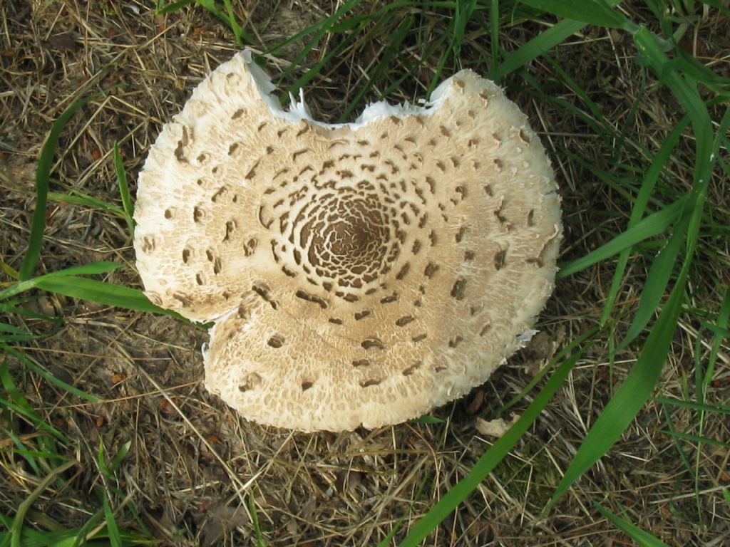 Chlorophyllum rhacodes?