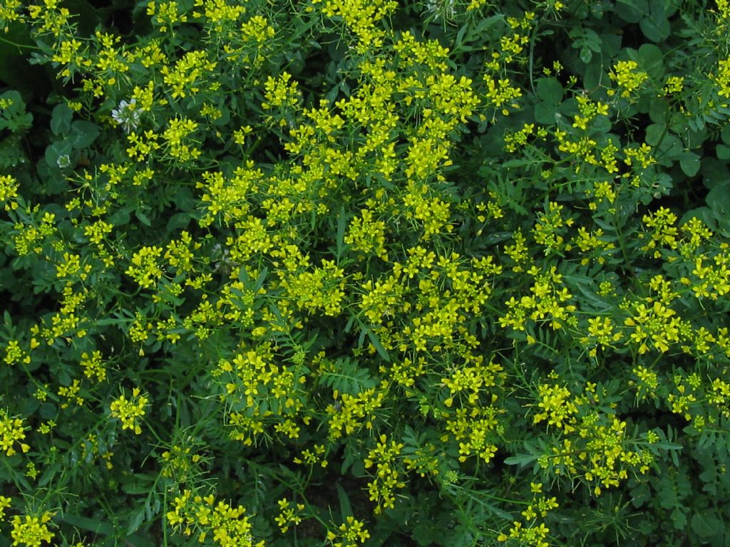 Rorippa sylvestris