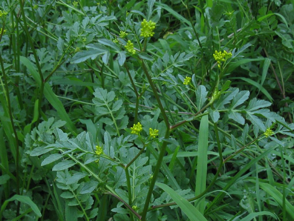 Rorippa sylvestris