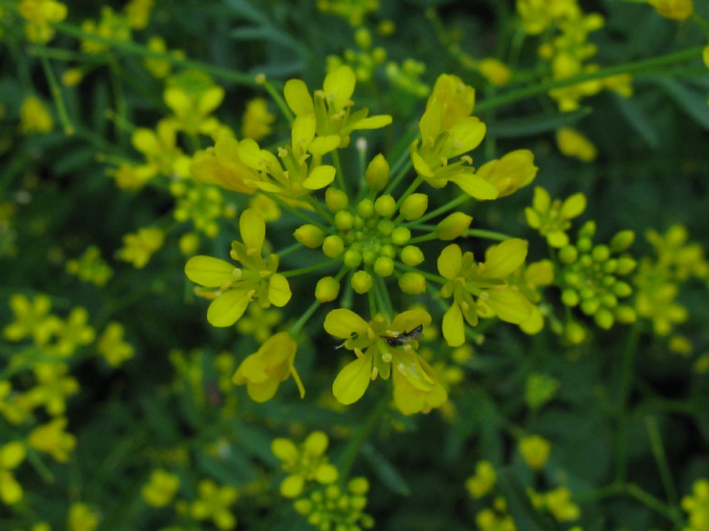 Rorippa sylvestris