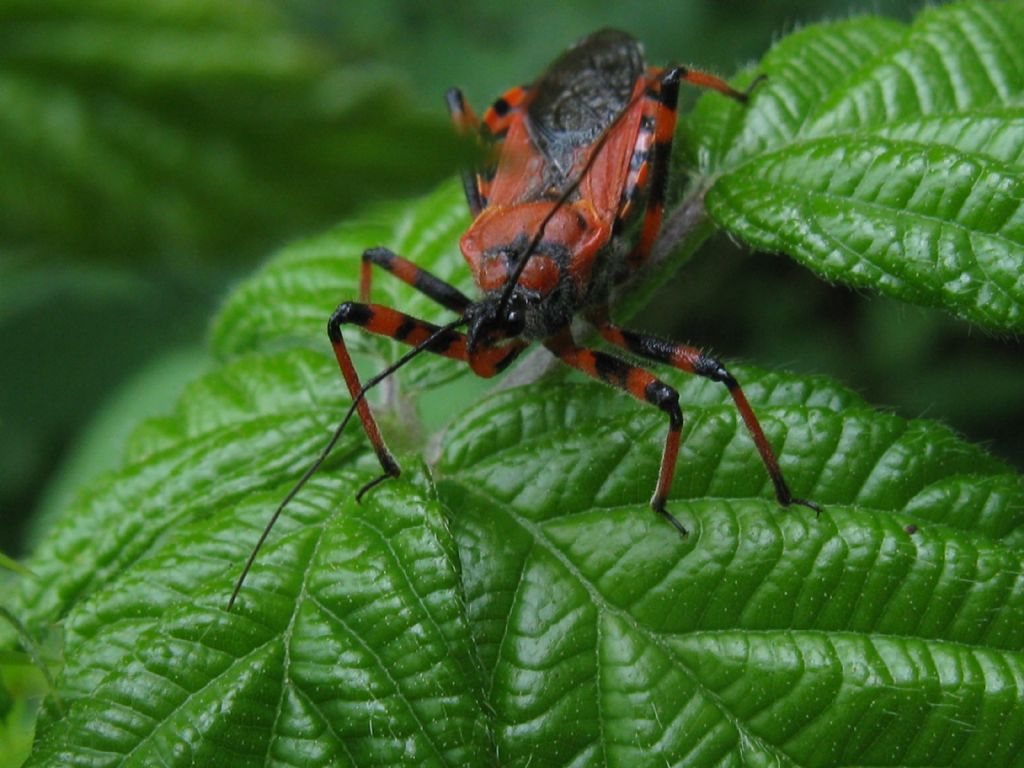 Reduviidae: Rhynocoris sp.