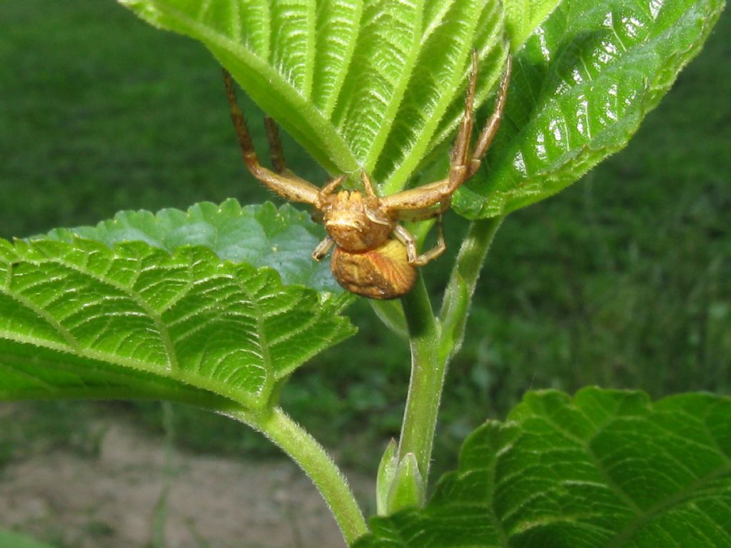 Xysticus?  S, Xysticus sp. - Monza (MB)