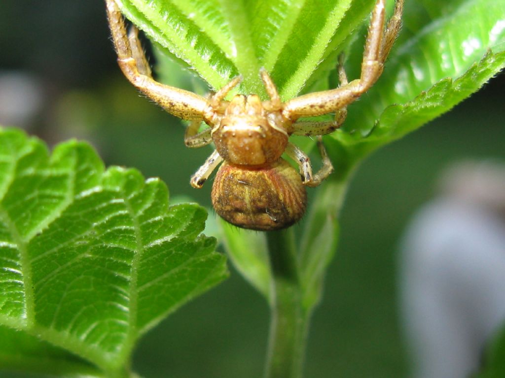 Xysticus?  S, Xysticus sp. - Monza (MB)