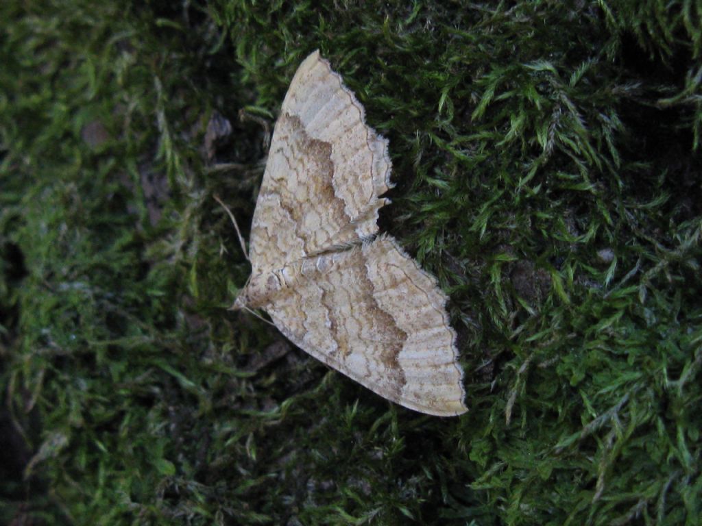 Mesotype parallelolineata? No, Camptogramma bilineata (Geometridae)