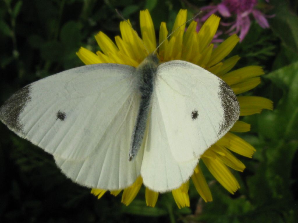 Pieris rapae M ?  S !