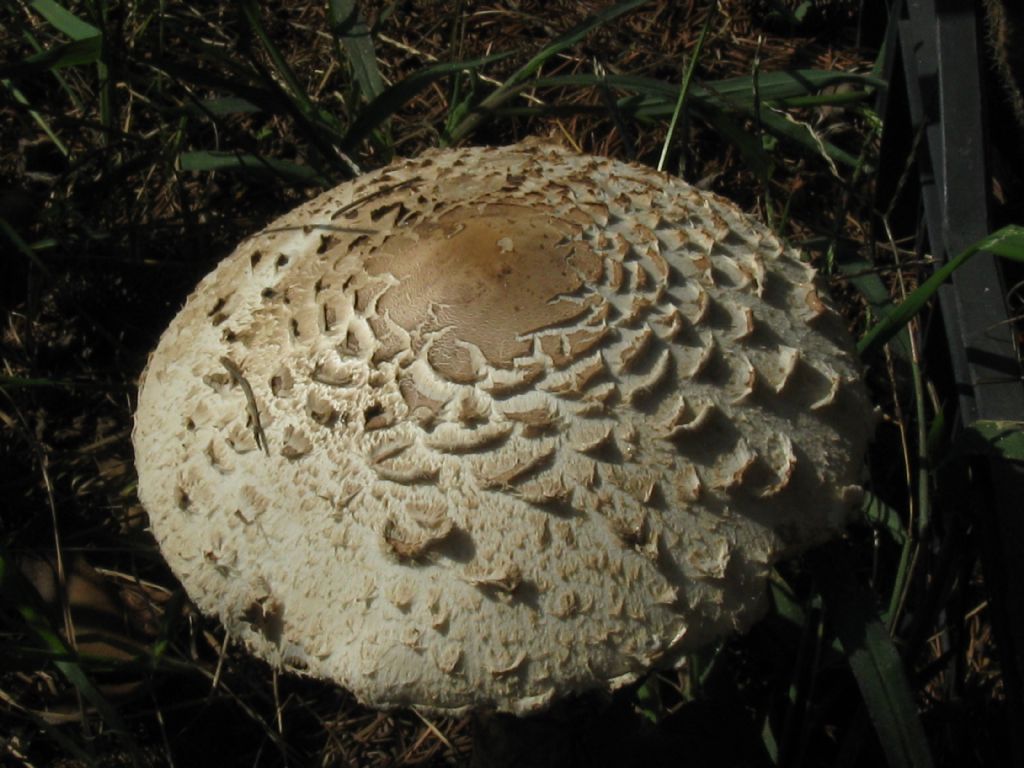 Macrolepiota procera?  No, Chlorophyllum venenatum