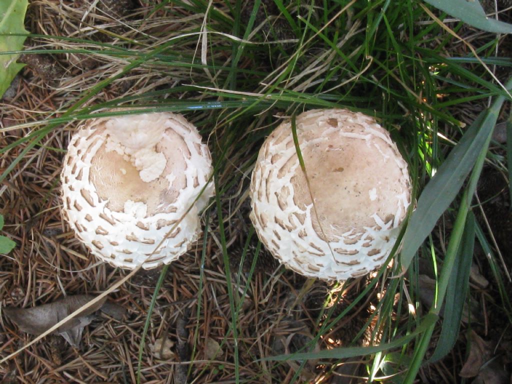 Macrolepiota procera?  No, Chlorophyllum venenatum