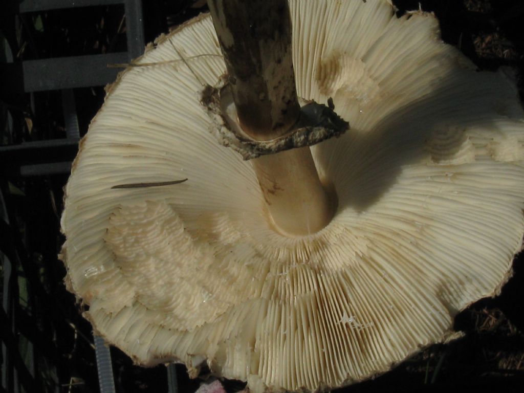 Macrolepiota procera?  No, Chlorophyllum venenatum