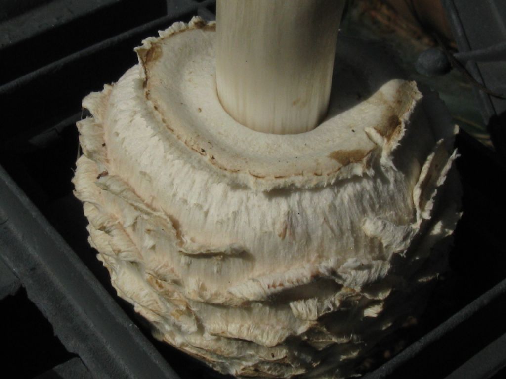 Macrolepiota procera?  No, Chlorophyllum venenatum