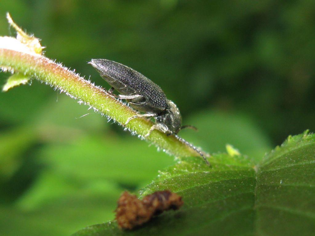 tutti Athous ?  No! (cfr. Athous vittatus, cfr. Hemicrepidius hirtus, cfr.  Agriotes sp.)