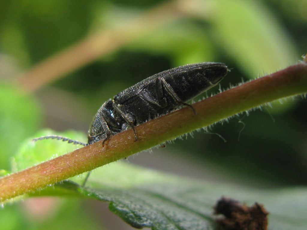 tutti Athous ?  No! (cfr. Athous vittatus, cfr. Hemicrepidius hirtus, cfr.  Agriotes sp.)