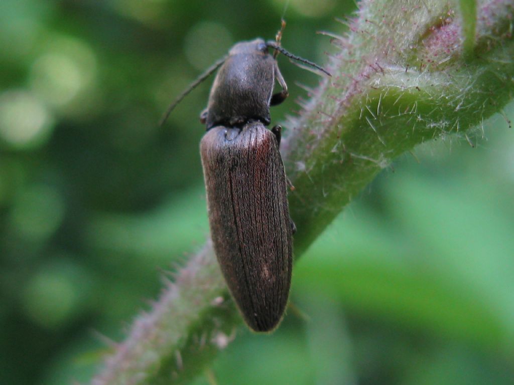 tutti Athous ?  No! (cfr. Athous vittatus, cfr. Hemicrepidius hirtus, cfr.  Agriotes sp.)