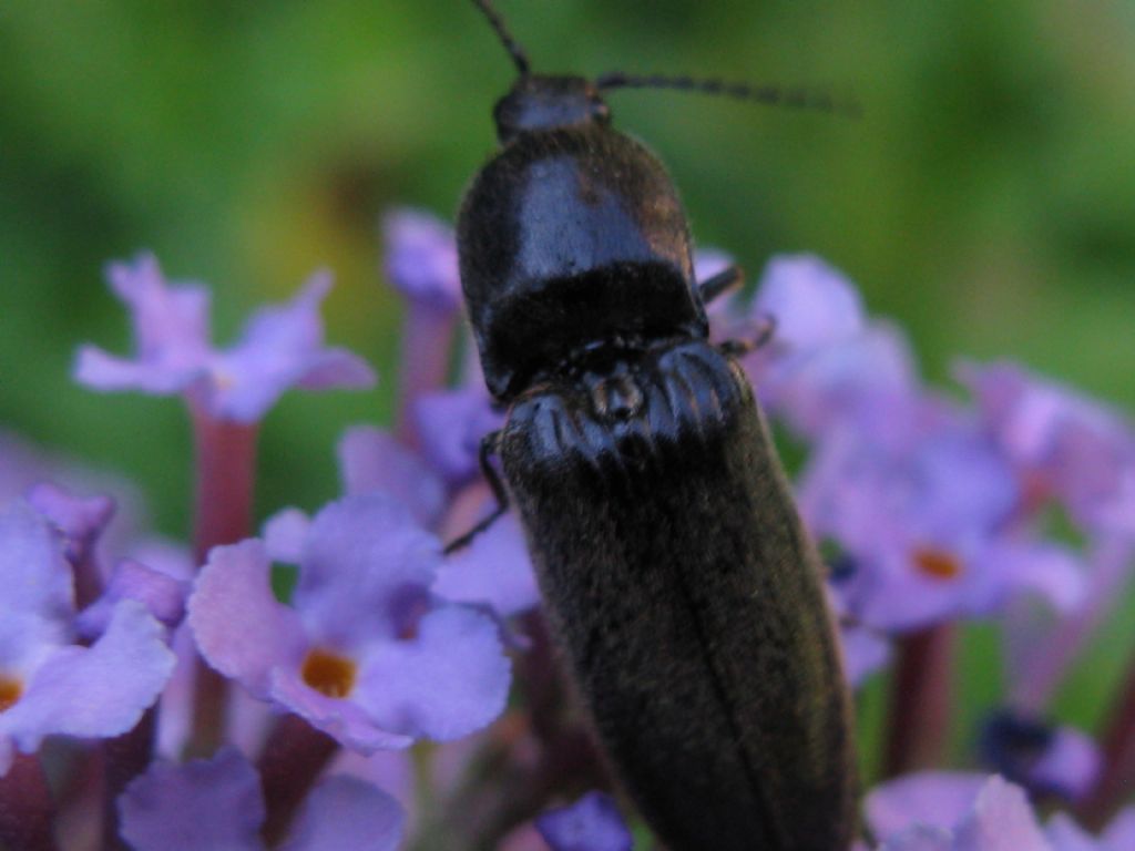 tutti Athous ?  No! (cfr. Athous vittatus, cfr. Hemicrepidius hirtus, cfr.  Agriotes sp.)