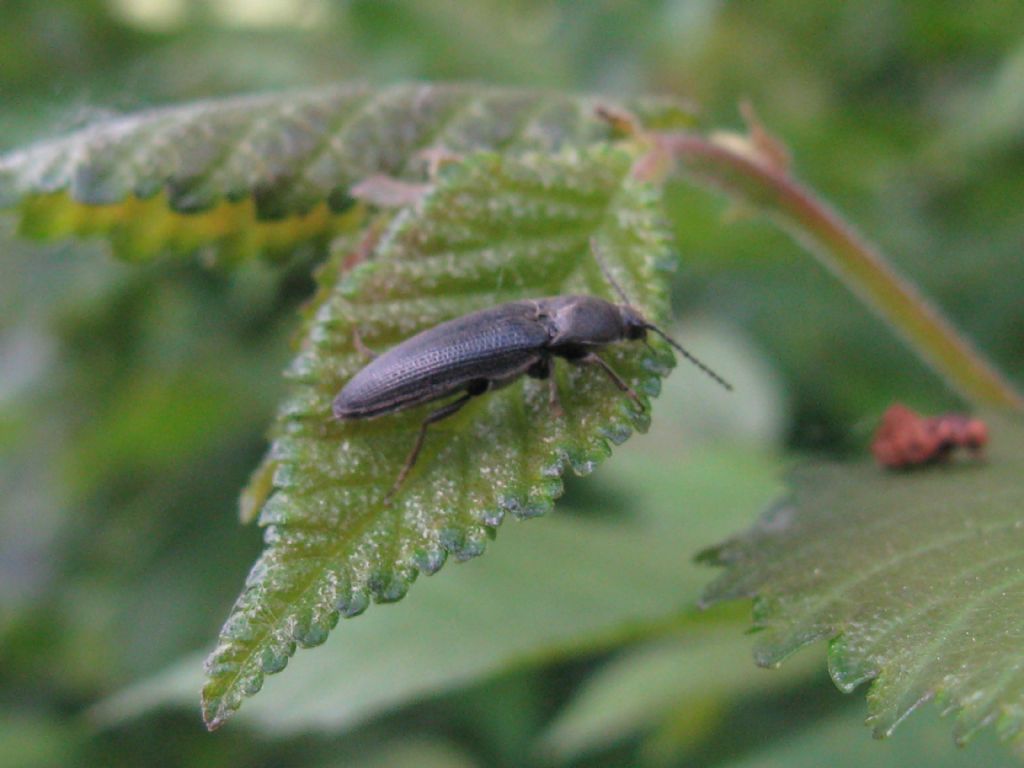 tutti Athous ?  No! (cfr. Athous vittatus, cfr. Hemicrepidius hirtus, cfr.  Agriotes sp.)