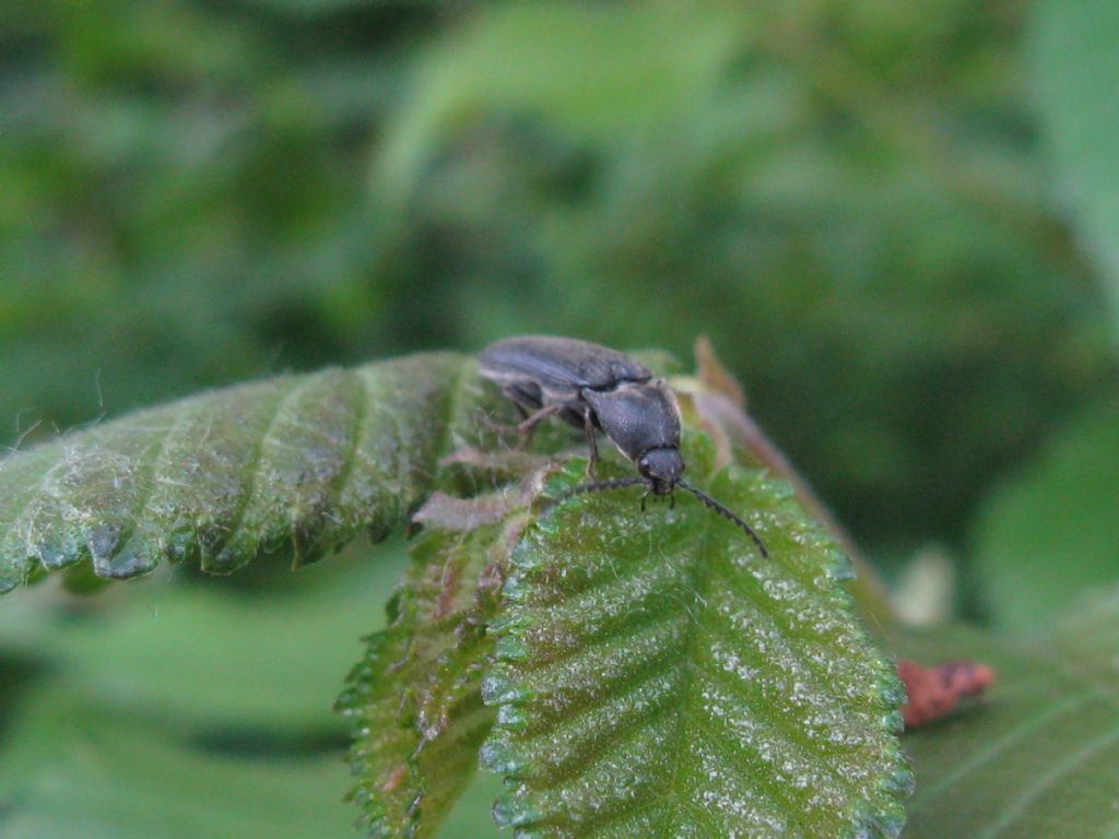 tutti Athous ?  No! (cfr. Athous vittatus, cfr. Hemicrepidius hirtus, cfr.  Agriotes sp.)