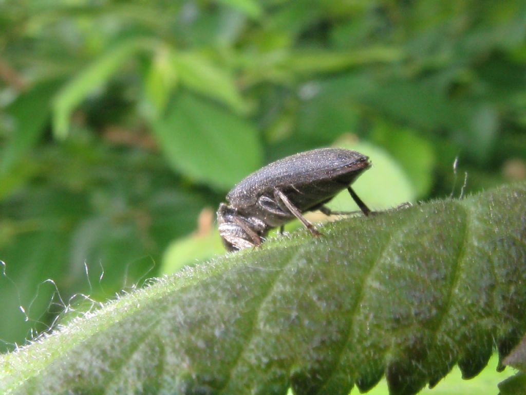 tutti Athous ?  No! (cfr. Athous vittatus, cfr. Hemicrepidius hirtus, cfr.  Agriotes sp.)