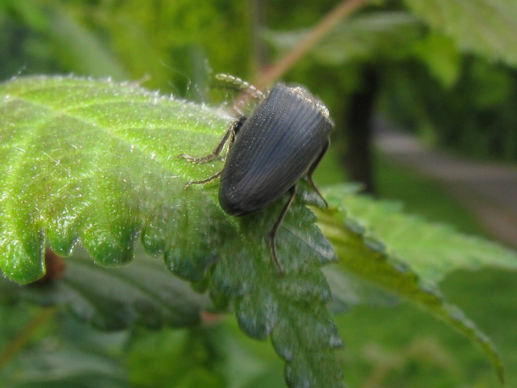 tutti Athous ?  No! (cfr. Athous vittatus, cfr. Hemicrepidius hirtus, cfr.  Agriotes sp.)