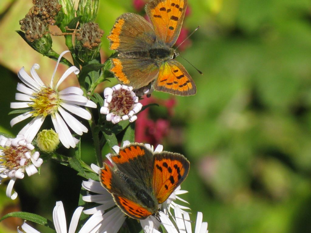 Lycaena phlaelas...