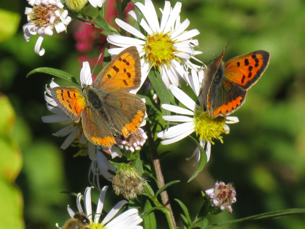 Lycaena phlaelas...