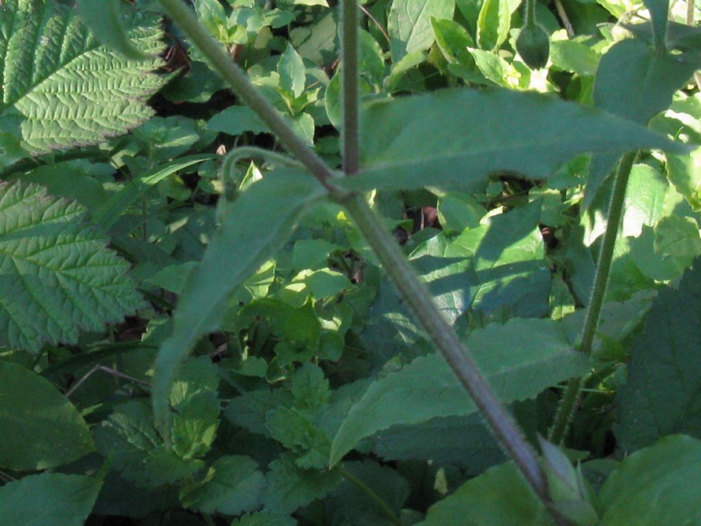 Stellaria aquatica