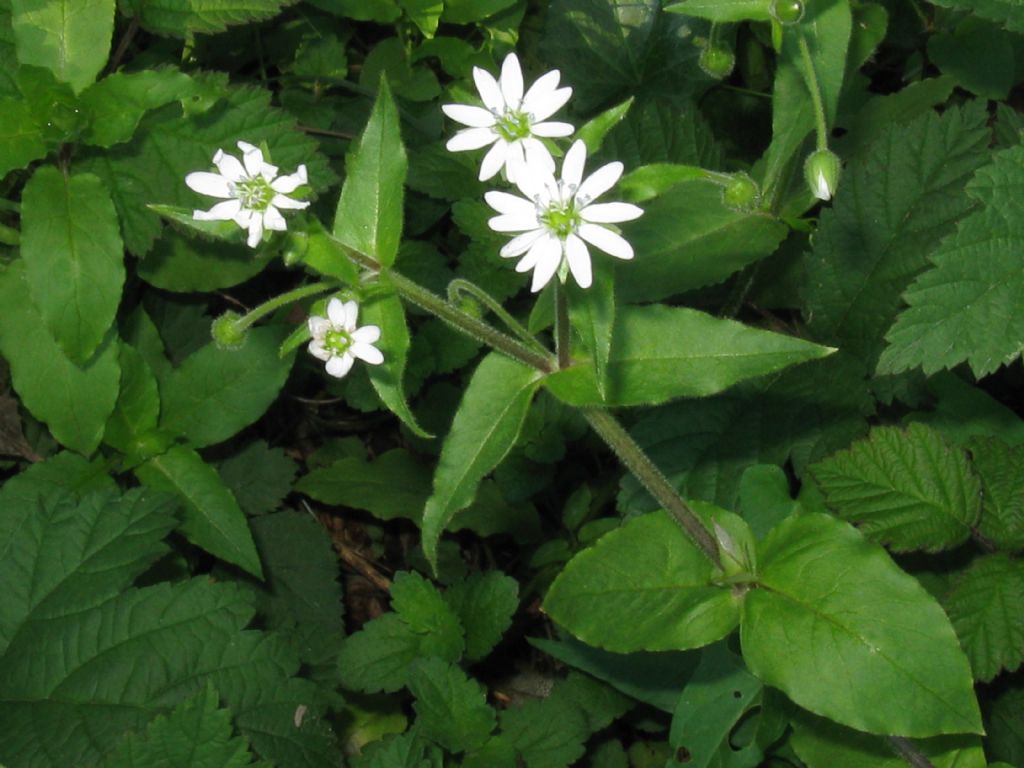 Stellaria aquatica