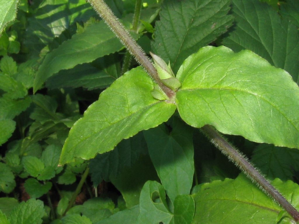 Stellaria aquatica