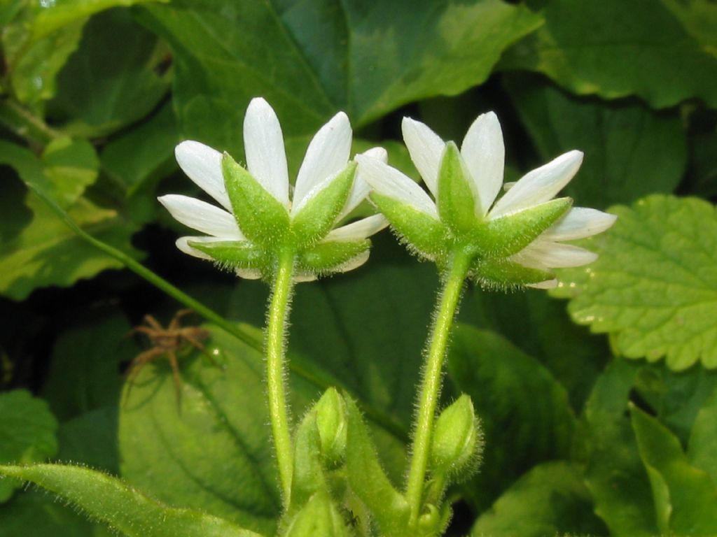 Stellaria aquatica