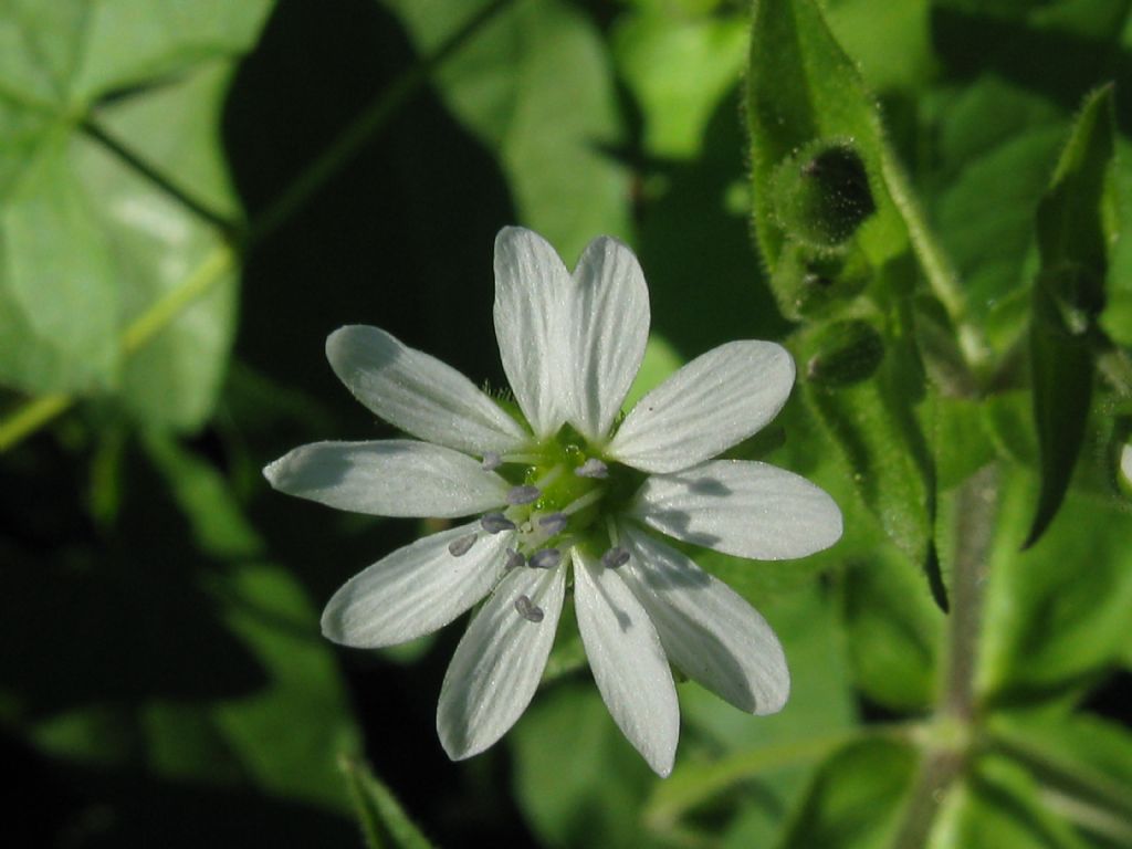 Stellaria aquatica