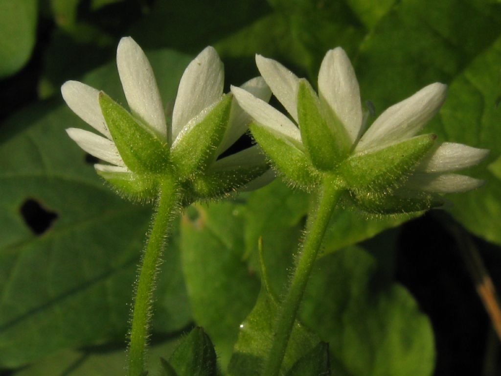 Stellaria aquatica