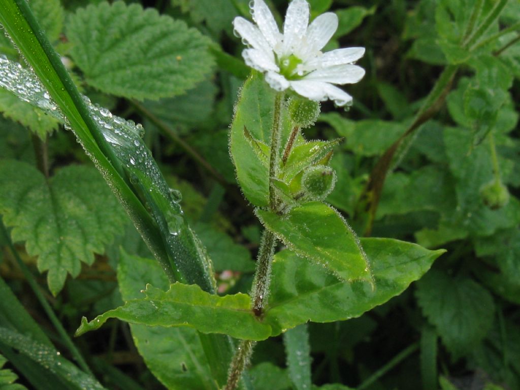 Stellaria aquatica