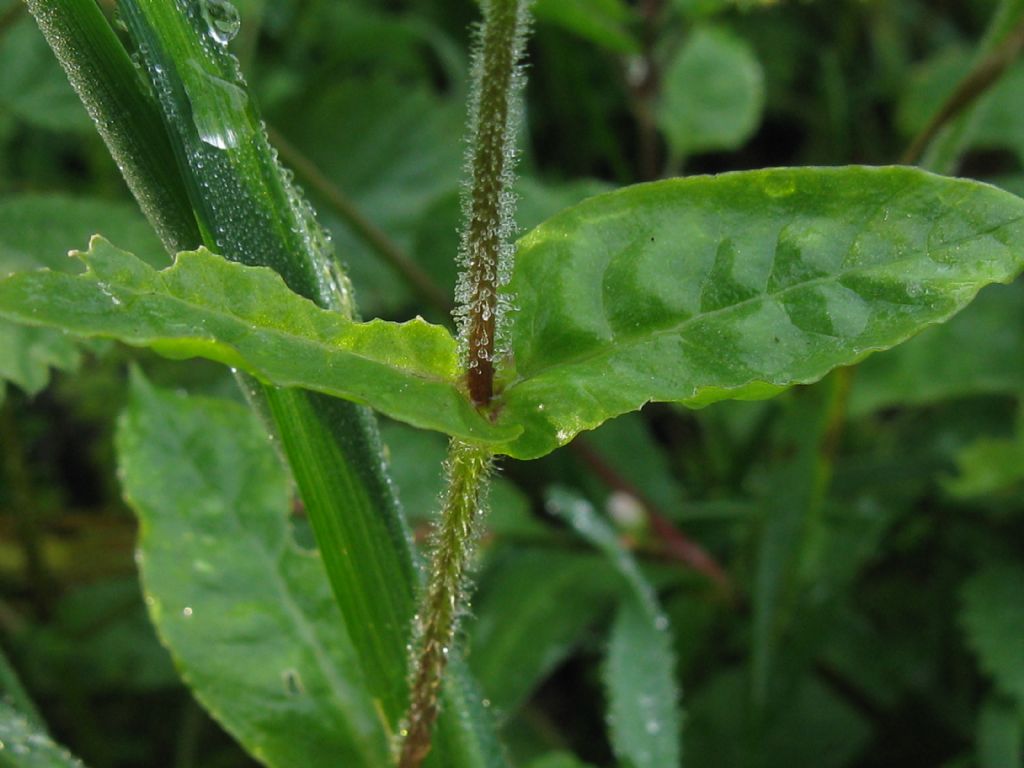 Stellaria aquatica