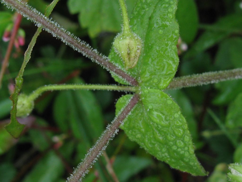 Stellaria aquatica