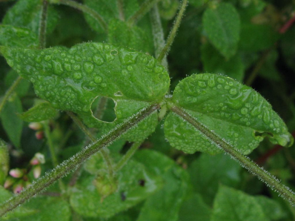 Stellaria aquatica