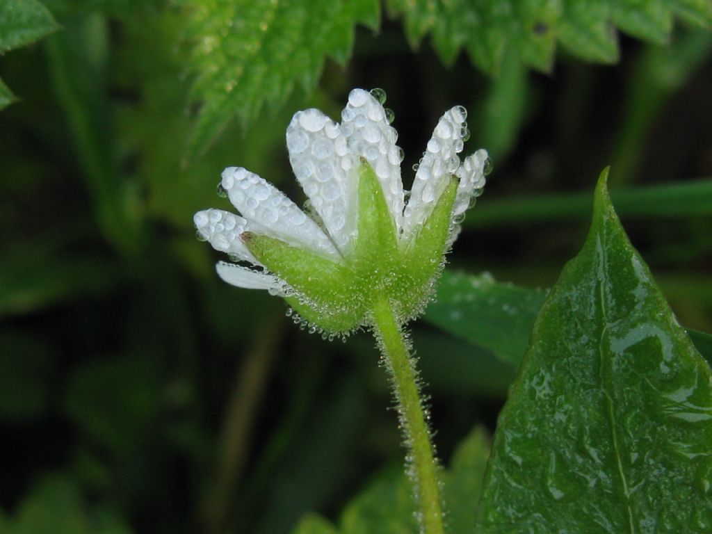 Stellaria aquatica