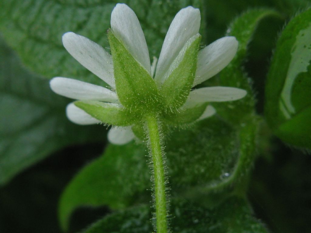 Stellaria aquatica