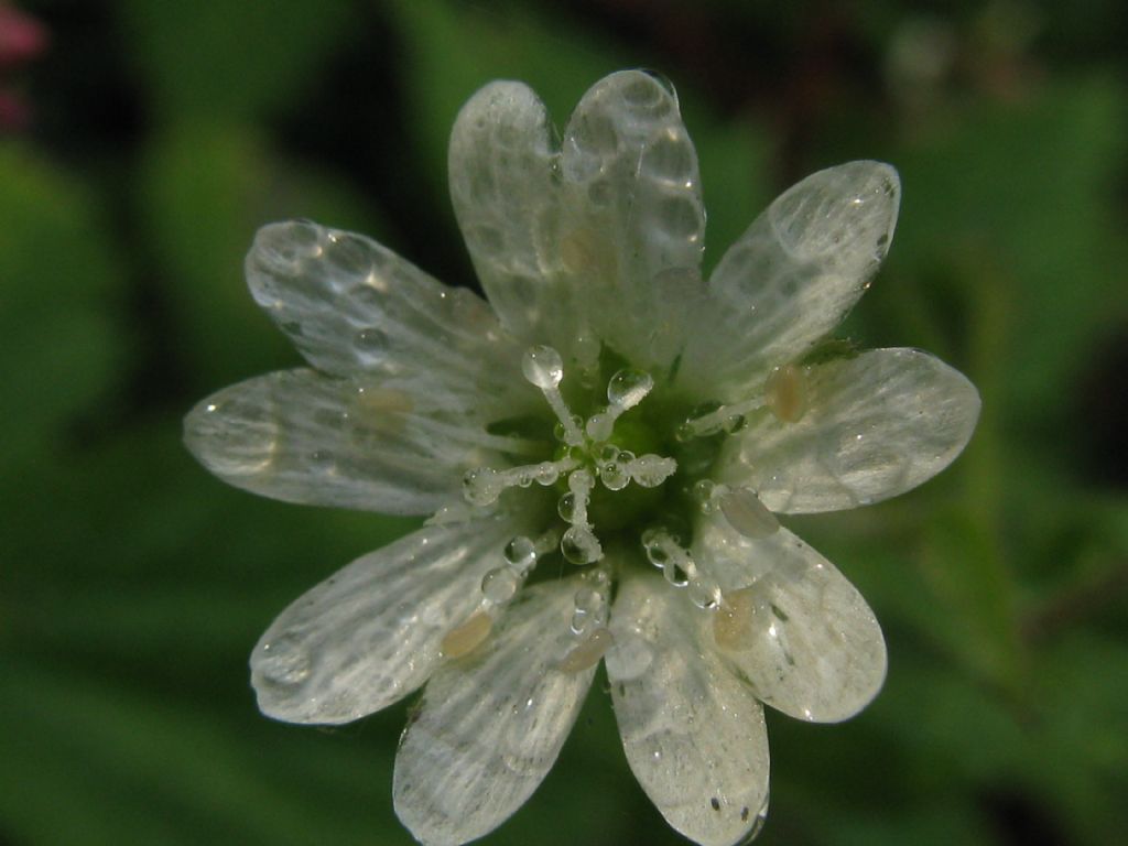 Stellaria aquatica