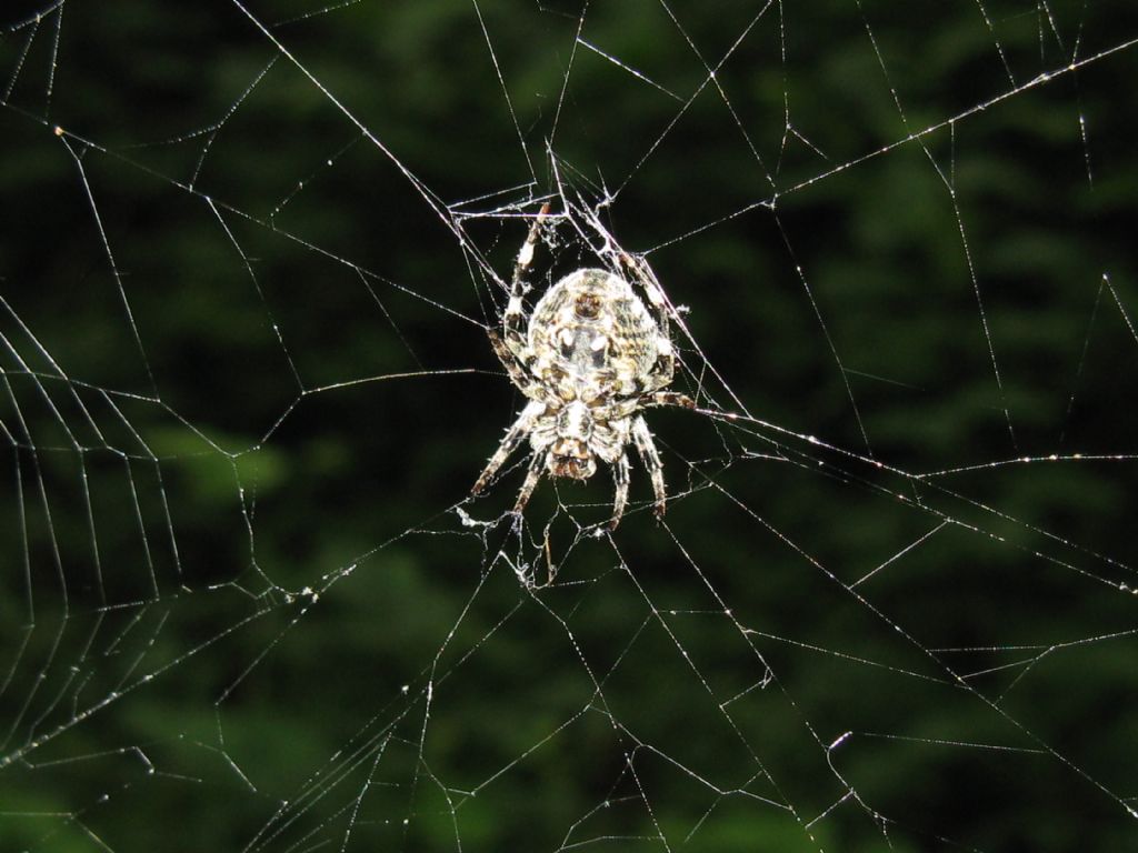 Araneidae - Monza (MB)