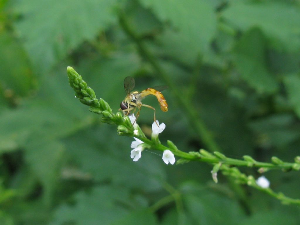 Sphaerophoria scripta? Si, maschio