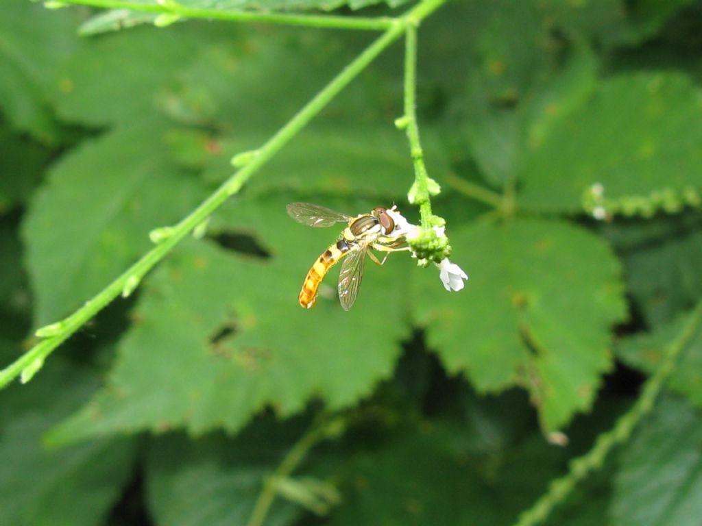 Sphaerophoria scripta? Si, maschio