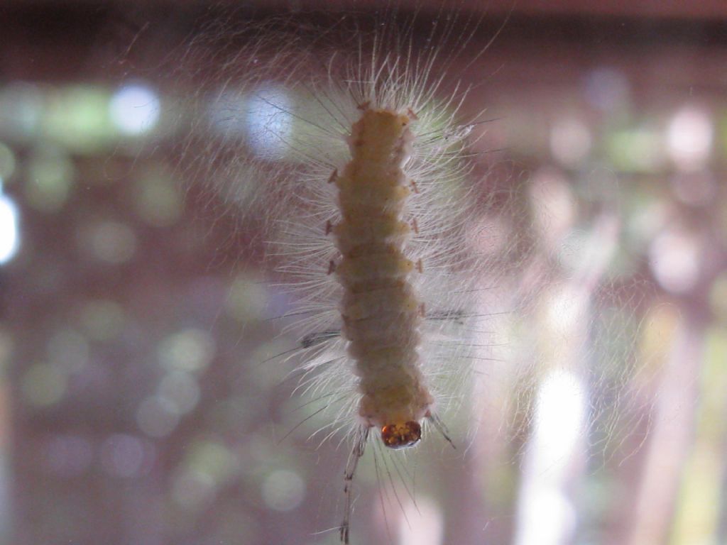 Bruco di quale Lepidottero? Orgyia (Orgyia) antiqua, Erebidae Lymantriinae