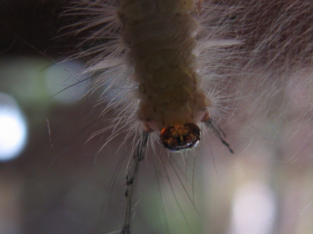 Bruco di quale Lepidottero? Orgyia (Orgyia) antiqua, Erebidae Lymantriinae