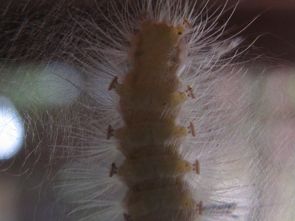 Bruco di quale Lepidottero? Orgyia (Orgyia) antiqua, Erebidae Lymantriinae