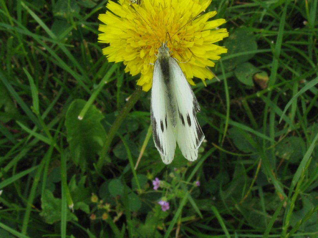 Pieris napi M e F